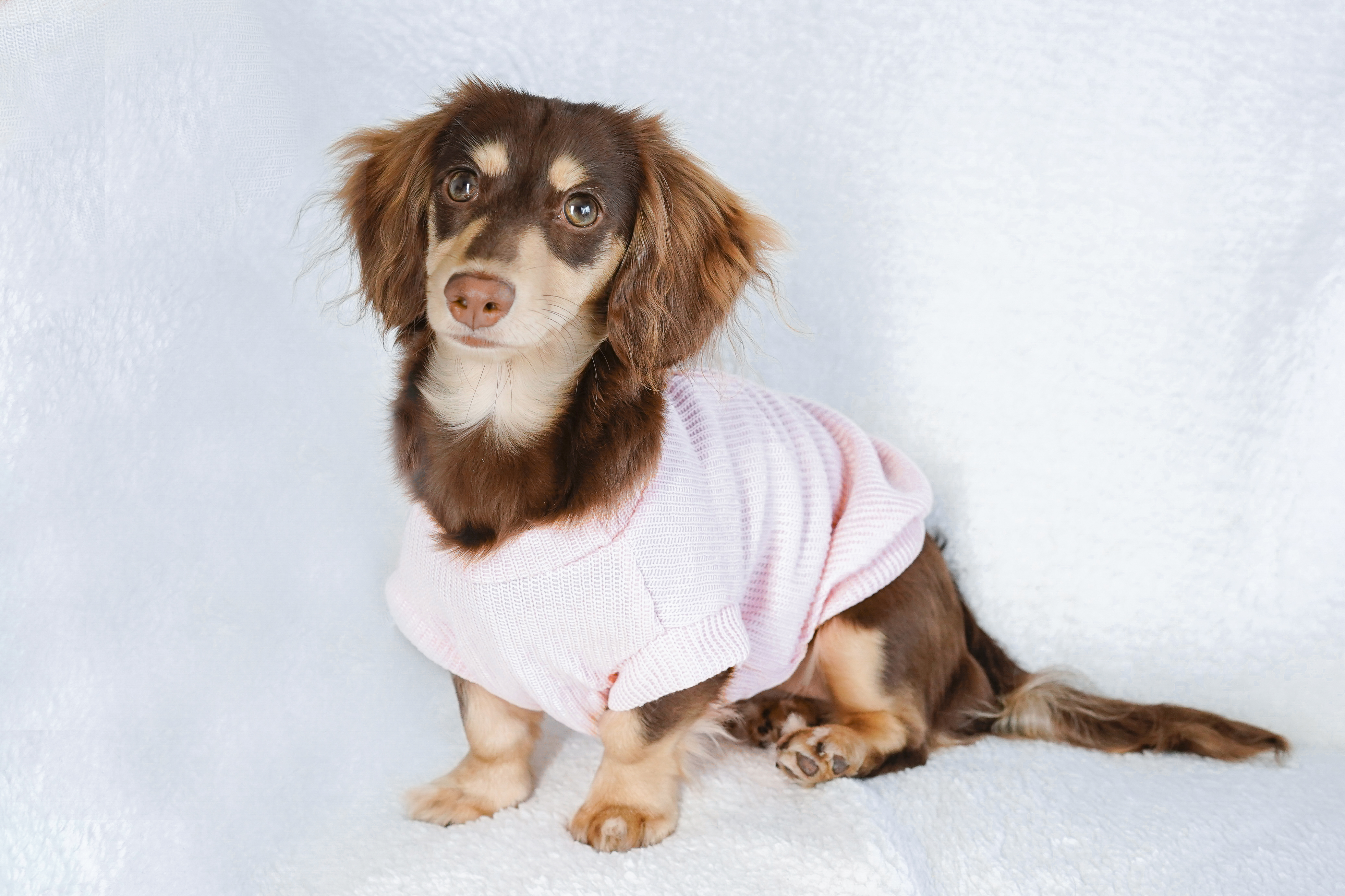 Pink knitted dog sweater detail