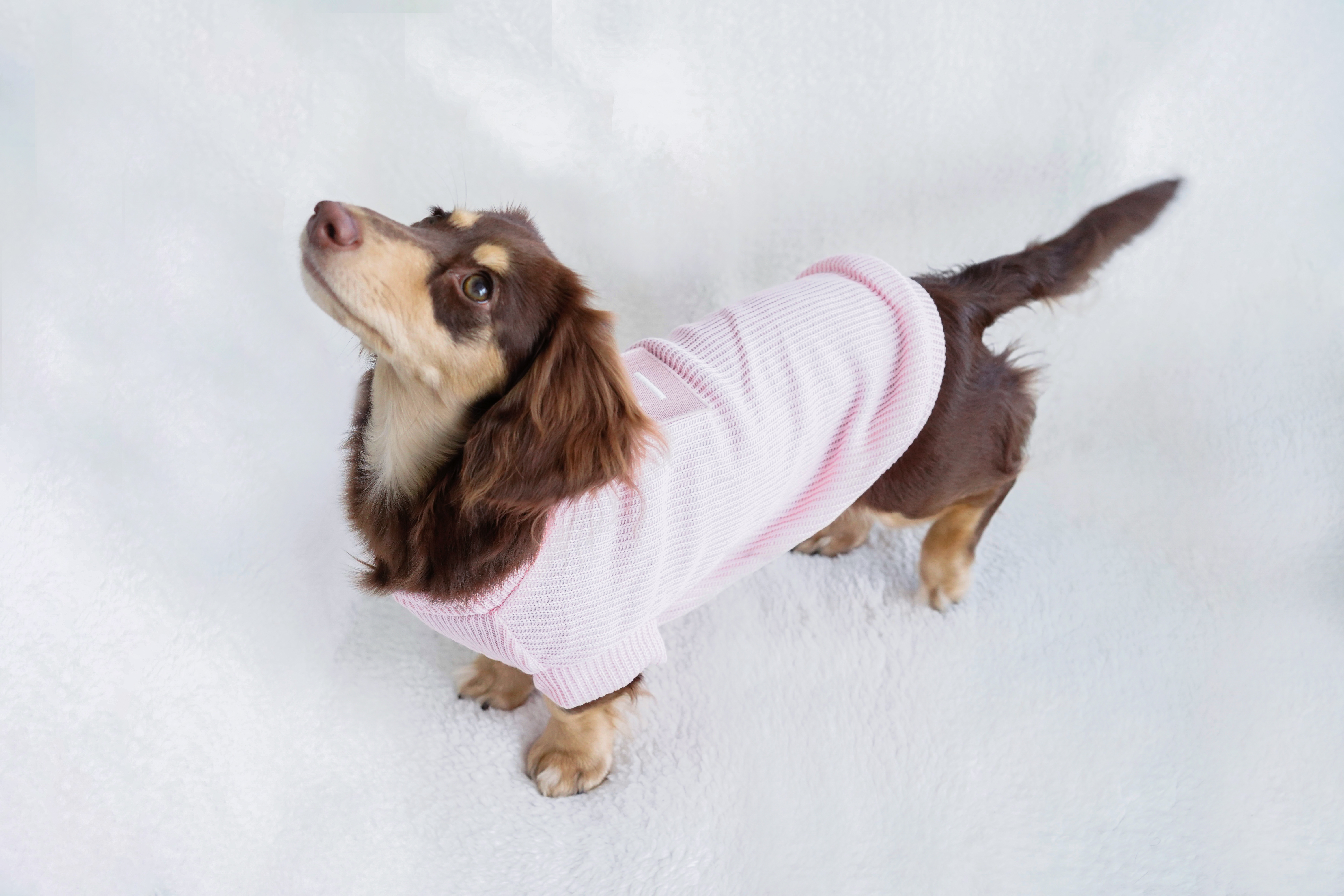 Pink knitted dog sweater back view
