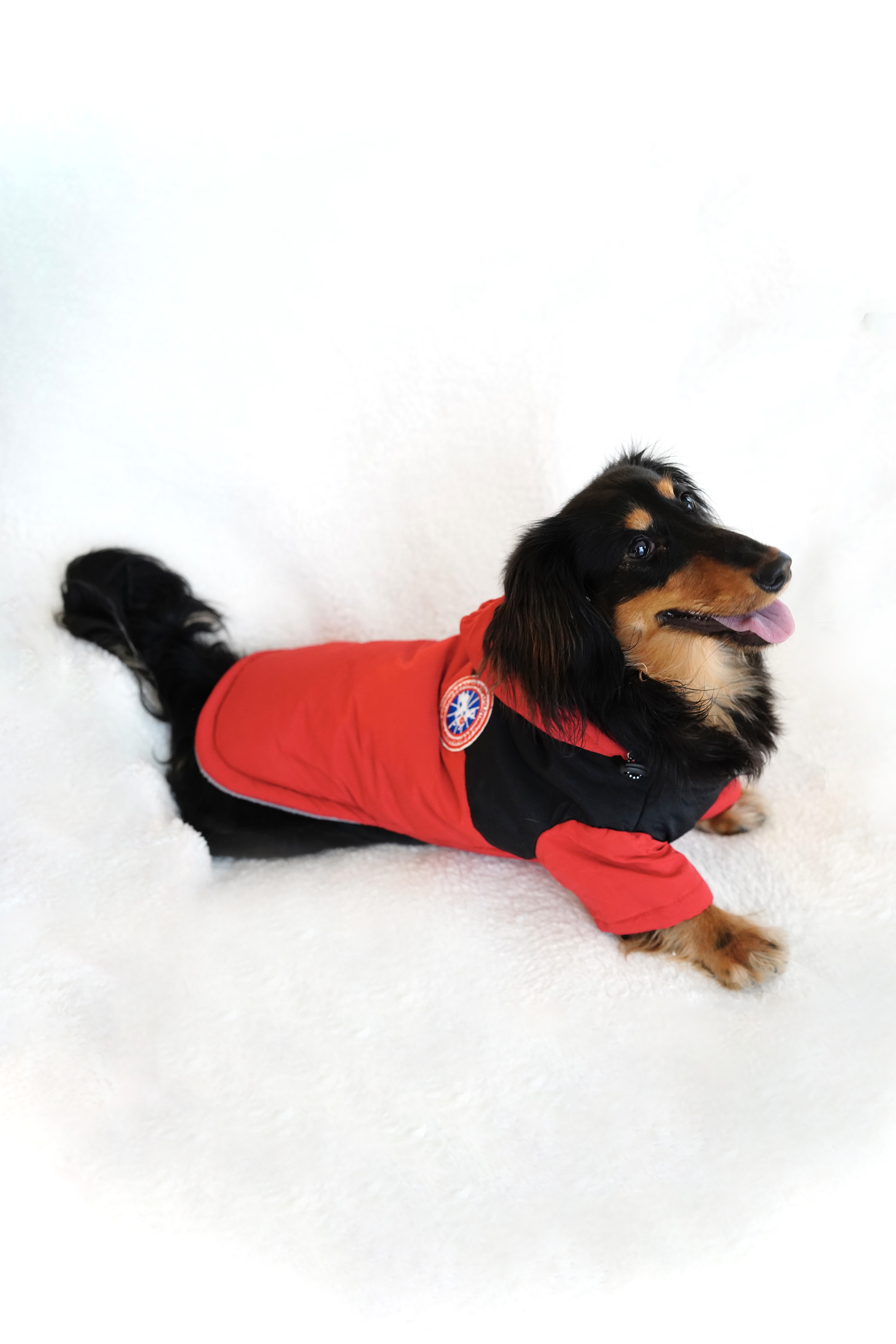 Red and black hooded dog jacket back view