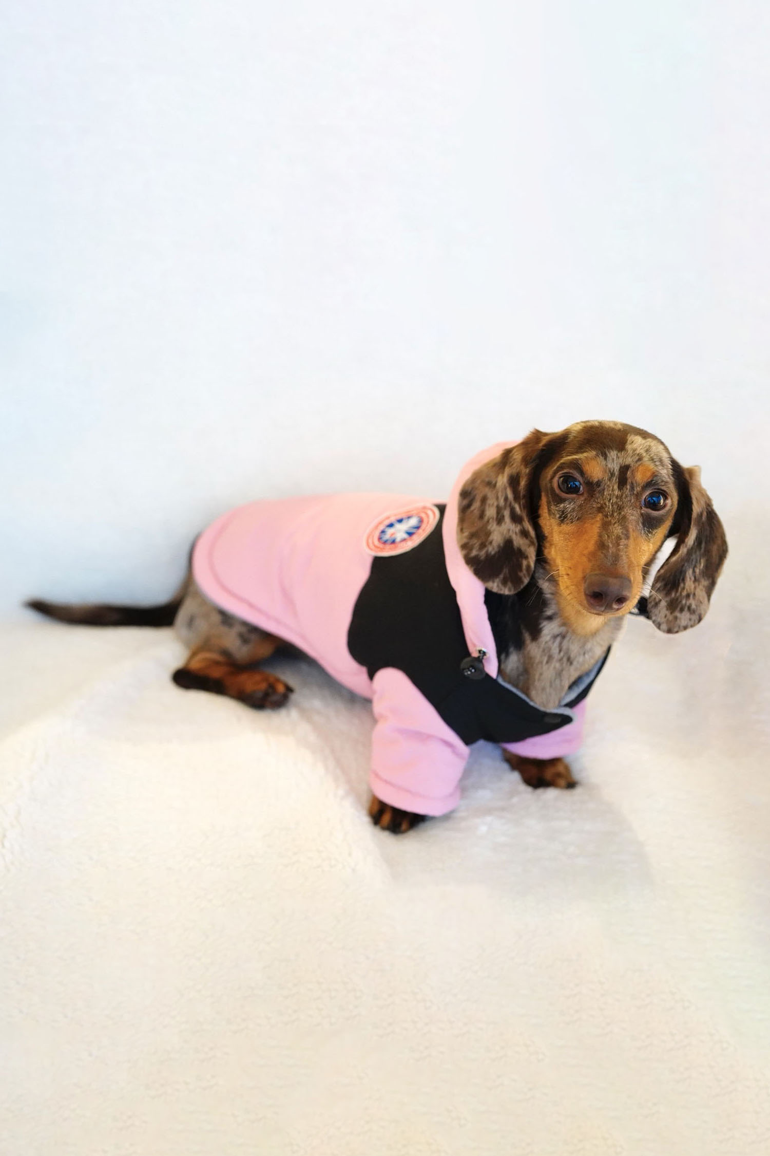 Pink and black hooded dog jacket detail